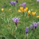 TruGreen Spring Lawn