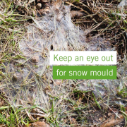 TG Blog Snow Mould