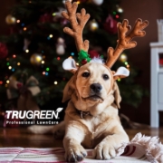 Is your Christmas tree harming your dog?