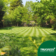 World Environment Day – The Benefits of a Healthy Lawn Grass