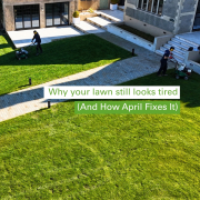 TG BLOG Lawn Still Tired