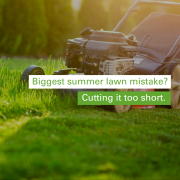 17TH BLOG LAWN MISTAKE